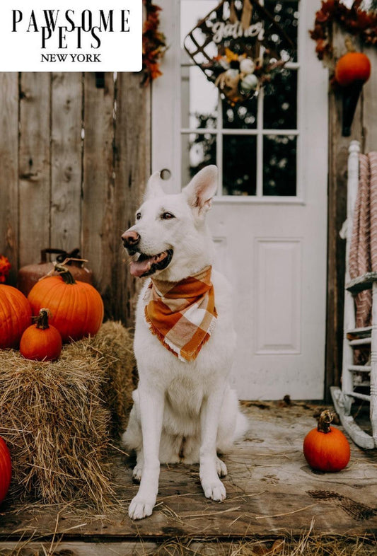 Bandana -  Pumpkin